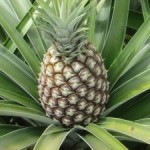 Plantação de Abaxaxi